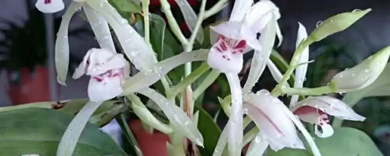 最贵兔耳兰品种及宽叶兰小兰草等介绍(最贵的兔耳兰品种有哪些及介绍)？-会东网