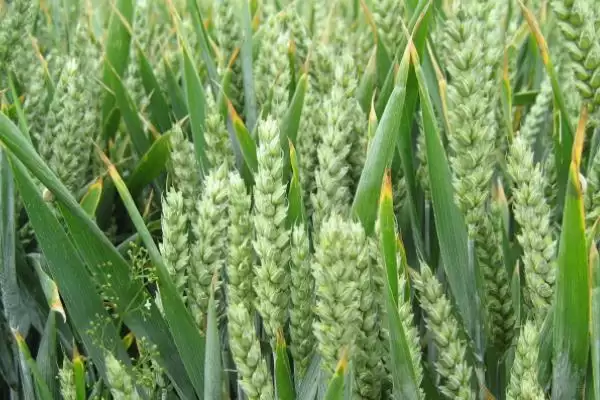 陇春29号小麦种子灌溉要点(陇春29号全生育期灌3-4次水)?插图3 陇春29号小麦种子灌溉要点(陇春29号全生育期灌3-4次水)?插图3