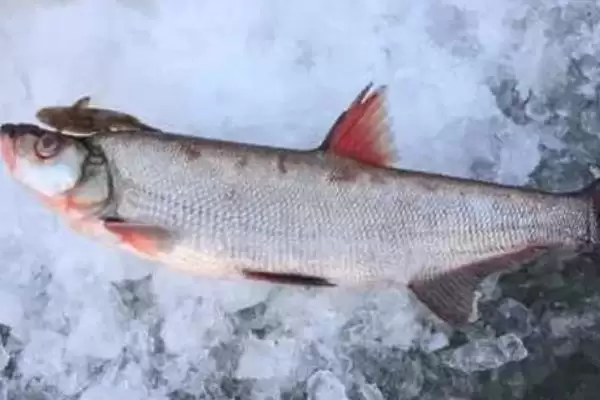 翘嘴红鲌简介(翘嘴红鲌是中上层大型淡水经济鱼类)？插图1