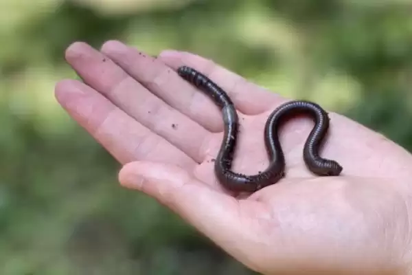 冬天用蚯蚓和商品饵的对比(冬天是用蚯蚓好还是商品饵好,二者各有优势)?插图1 冬天用蚯蚓和商品饵的对比(冬天是用蚯蚓好还是商品饵好,二者各有优势)?插图1