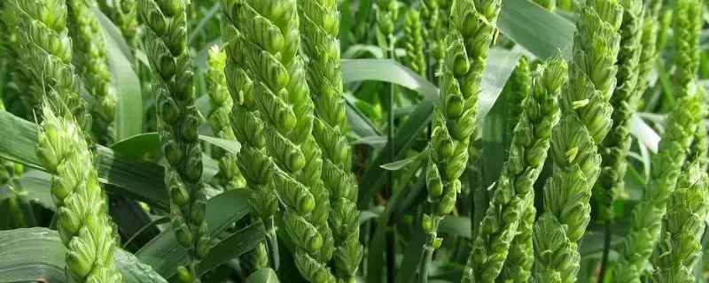 临麦14小麦种基本苗情况(临麦14每亩基本苗15-20万)?-会东网