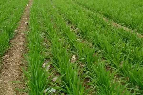 小麦种植时间和方法及气候影响因素(小麦啥时种咋种及气候影响因素)？插图4