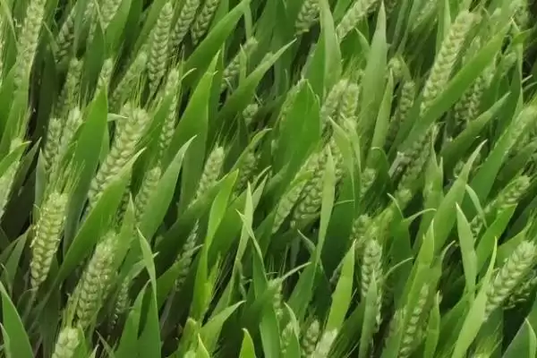 景阳670A小麦种子特征特性、播种要求(景阳670A小麦种子特征特性,足墒播种)?插图3 景阳670A小麦种子特征特性、播种要求(景阳670A小麦种子特征特性,足墒播种)?插图3