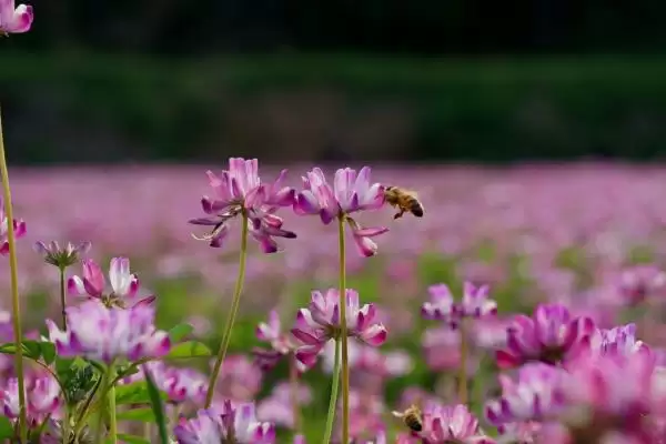 紫云英作用及维持氮循环饲喂家畜情况(紫云英的作用如何及相关情况)?插图3 紫云英作用及维持氮循环饲喂家畜情况(紫云英的作用如何及相关情况)?插图3