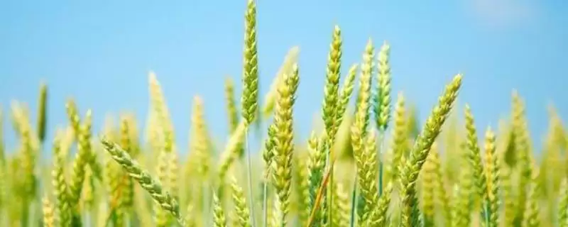 宁春62号小麦种子品种属性(宁春62号属早熟品种)？-会东网