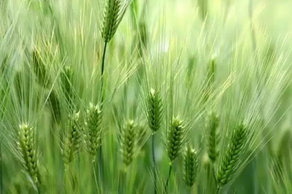 济麦40小麦种子特点、熟期对比(济麦40小麦种子特点,与对照品种济麦22熟期相当)?插图1 济麦40小麦种子特点、熟期对比(济麦40小麦种子特点,与对照品种济麦22熟期相当)?插图1