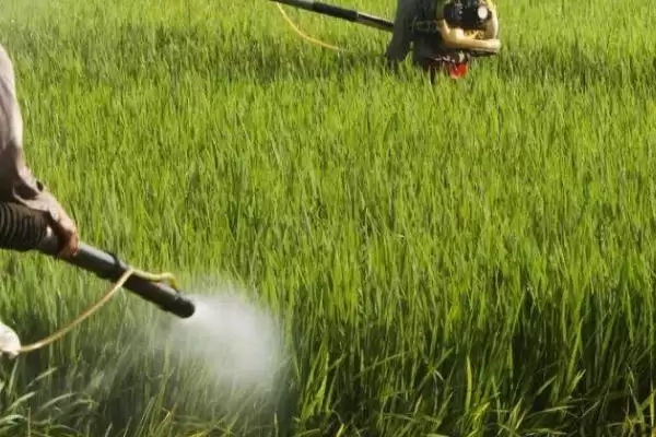 低温期间除草剂使用方法(低温期间怎么使用除草剂，可在晴天温度相对较高的时间段用药)？插图1