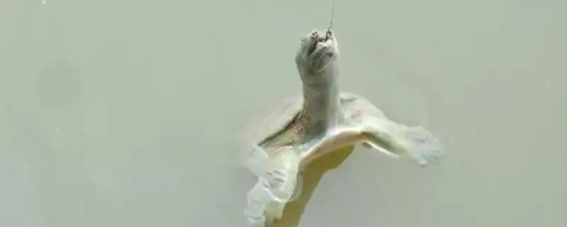 钓甲鱼方法及鱼竿要求相关说明(怎么钓甲鱼及对鱼竿要求说明)?-会东网