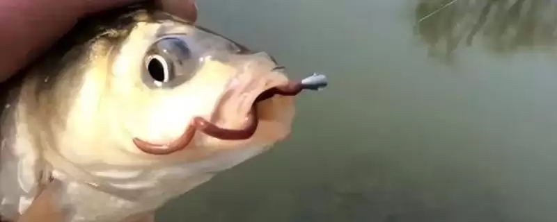 用蚯蚓钓鱼方法及钩穿蚯蚓要点(怎么用蚯蚓钓鱼及钩穿蚯蚓要点)?-会东网