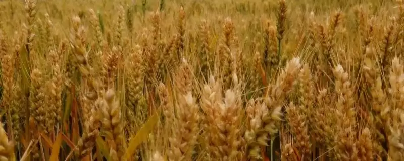 盐麦7号小麦种子特征特性与抗条锈病(盐麦7号小麦种子特征及抗条锈病)？-会东网