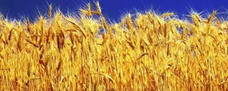 中育1211小麦简介与半冬性晚熟特性(中育1211小麦简介及半冬性晚熟特性)?-会东网