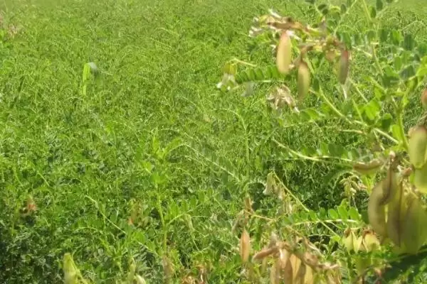 黄芪的管理方法相关要点(黄芪的管理方法,幼苗期至少要间苗2次)?插图1 黄芪的管理方法相关要点(黄芪的管理方法,幼苗期至少要间苗2次)?插图1