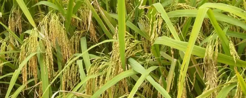 五谷介绍(五谷指稻、黍、稷、麦和菽)?-会东网