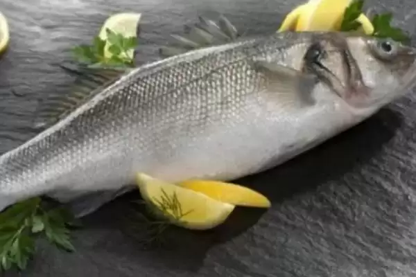 海鲈鱼和淡水鲈鱼区别要点(海鲈鱼和淡水鲈鱼有什么区别，海鲈鱼身体粗长、淡水鲈鱼呈纺锤形)？插图3
