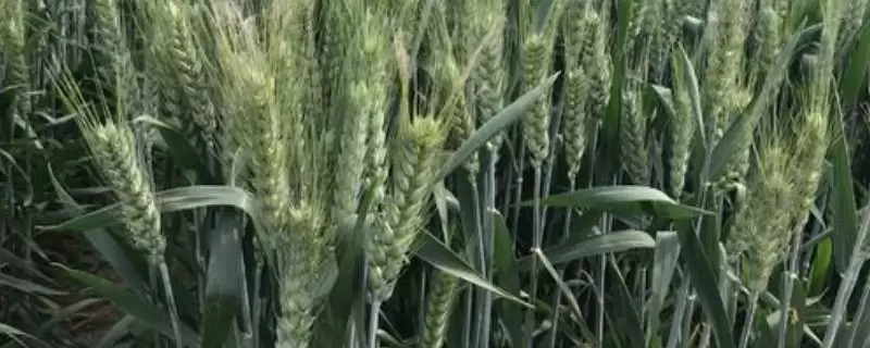 河农113小麦种子特点、所属类型(河农113小麦种子特点，该品种属冬性中熟品种)？-会东网