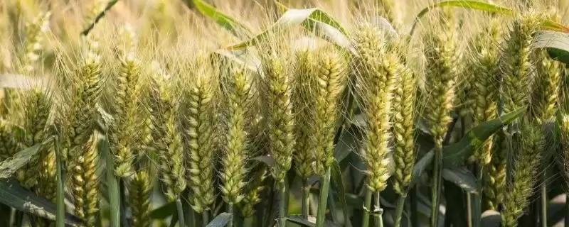 川麦80小麦种子情况、抗病能力(川麦80小麦种子简介，中抗赤霉病)？-会东网