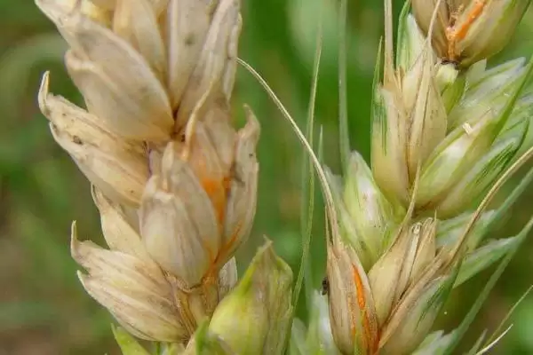 小麦赤霉病症状及病部粉红色霉层表现(小麦赤霉病症状及霉层表现)?插图4 小麦赤霉病症状及病部粉红色霉层表现(小麦赤霉病症状及霉层表现)?插图4