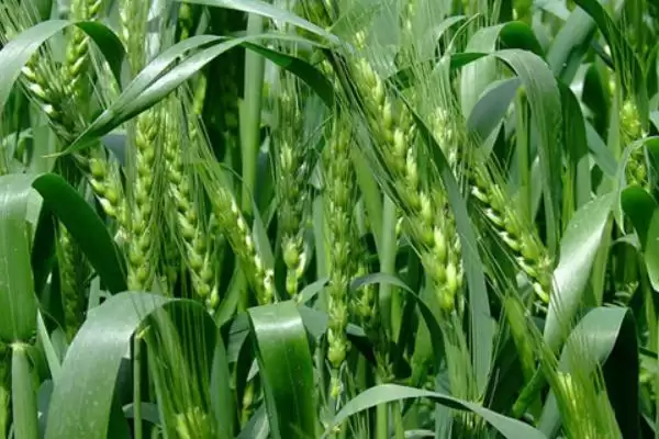 中麦895小麦种子特点与冬前群体数(中麦895小麦种子特点及冬前群体数)?插图2 中麦895小麦种子特点与冬前群体数(中麦895小麦种子特点及冬前群体数)?插图2