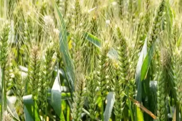 太麦198小麦种子播期介绍(太麦198适宜播期10月1日-10日)?插图2 太麦198小麦种子播期介绍(太麦198适宜播期10月1日-10日)?插图2