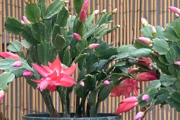 蟹爪兰介绍及仙人掌科肉质植物特性(蟹爪兰啥情况及仙人掌科特性)?插图2 蟹爪兰介绍及仙人掌科肉质植物特性(蟹爪兰啥情况及仙人掌科特性)?插图2