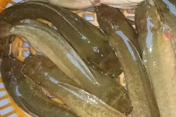 野生鲶鱼重量及与鲶鱼种类关系(野生鲶鱼一般多少斤及与种类关系)?插图3 野生鲶鱼重量及与鲶鱼种类关系(野生鲶鱼一般多少斤及与种类关系)?插图3