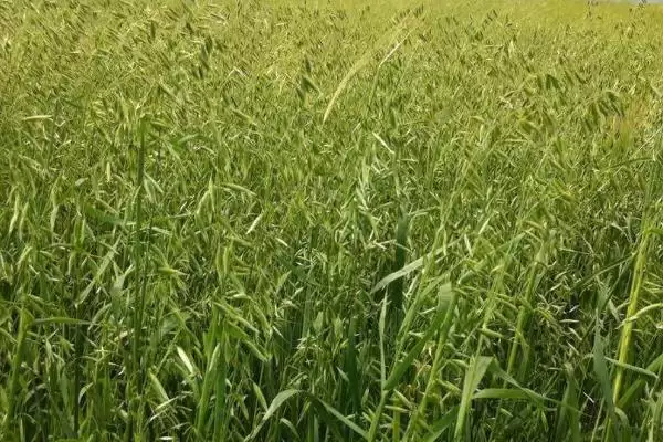 燕麦种子挑选方法及检查合格证要点(燕麦种子怎么挑选及合格证要点)?插图2 燕麦种子挑选方法及检查合格证要点(燕麦种子怎么挑选及合格证要点)?插图2