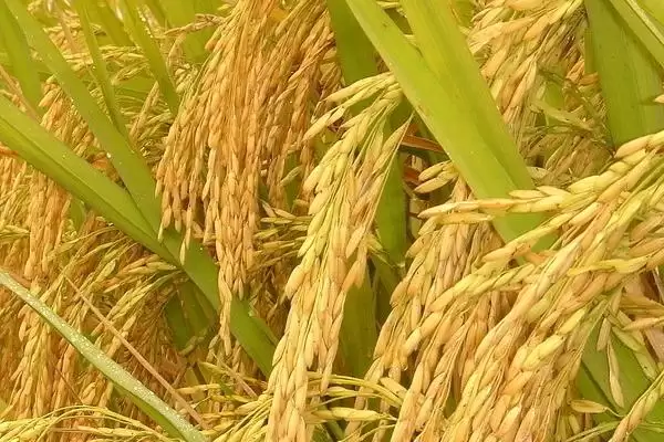 花优7991水稻种基部叶叶鞘绿色详情(花优7991水稻种基部叶叶鞘绿色详情)?插图1 花优7991水稻种基部叶叶鞘绿色详情(花优7991水稻种基部叶叶鞘绿色详情)?插图1