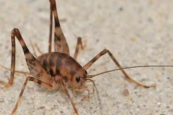 蟋蟀品种介绍及中华大棺头等品种特性(蟋蟀品种及中华等品种有何特性)？插图4