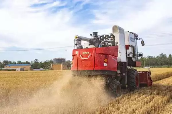 东北小麦的收割时间情况(东北小麦几月份收割，在8-9月份进行收割)？插图2