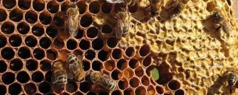 中蜂巢虫病防治方法及淘汰旧脾要点(怎么防治中蜂巢虫病及淘汰旧脾要点)？-会东网