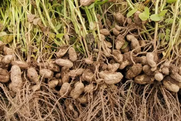 春花生优质品种介绍及豫花等品种优势(有哪些好的春花生品种及品种优势)?插图1 春花生优质品种介绍及豫花等品种优势(有哪些好的春花生品种及品种优势)?插图1