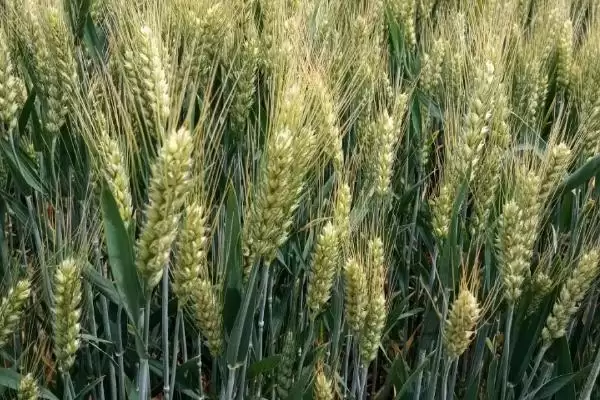 定丰20号小麦种子特点、生育期(定丰20号小麦种子特点，生育期111天)？插图2