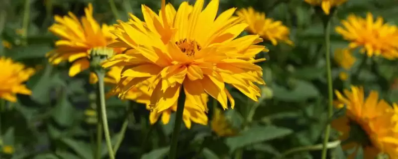 麦秆菊能否送人介绍(麦秆菊观赏价值高可赠送)?-会东网