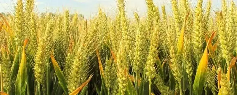 众麦二号小麦种子特征特性与弱春早熟(众麦二号小麦种子特征及弱春早熟特性)?-会东网