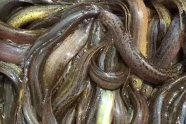 用什么钓甲鱼合适及常用饵料介绍(用什么钓甲鱼合适及常用饵料介绍)?插图2 用什么钓甲鱼合适及常用饵料介绍(用什么钓甲鱼合适及常用饵料介绍)?插图2