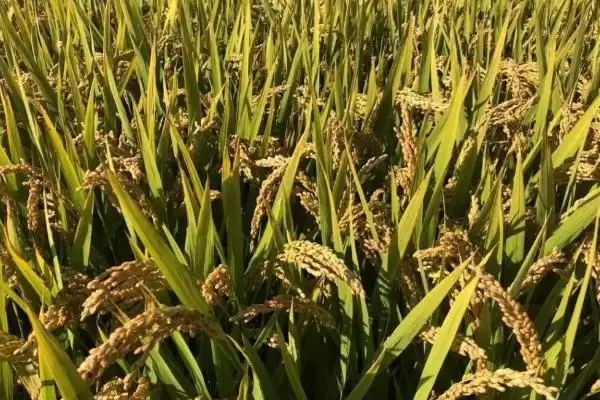 惠两优3456水稻种子肥力促控要点(惠两优3456水稻种子肥力促控要点)？插图2