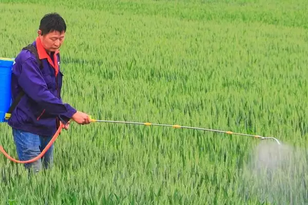 冬天小麦是否需打红蜘蛛药(冬天小麦需要打红蜘蛛药吗,冬天红蜘蛛处于休眠期无需打药防治)?插图1 冬天小麦是否需打红蜘蛛药(冬天小麦需要打红蜘蛛药吗,冬天红蜘蛛处于休眠期无需打药防治)?插图1
