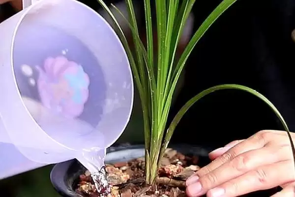 最贵兔耳兰品种及宽叶兰小兰草等介绍(最贵的兔耳兰品种有哪些及介绍)?插图7 最贵兔耳兰品种及宽叶兰小兰草等介绍(最贵的兔耳兰品种有哪些及介绍)?插图7