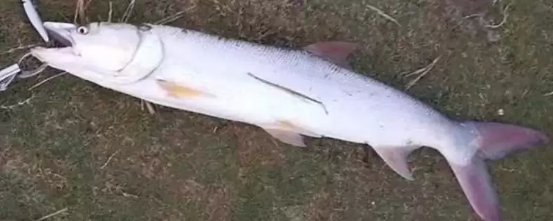 翘嘴红鲌简介(翘嘴红鲌是中上层大型淡水经济鱼类)？-会东网