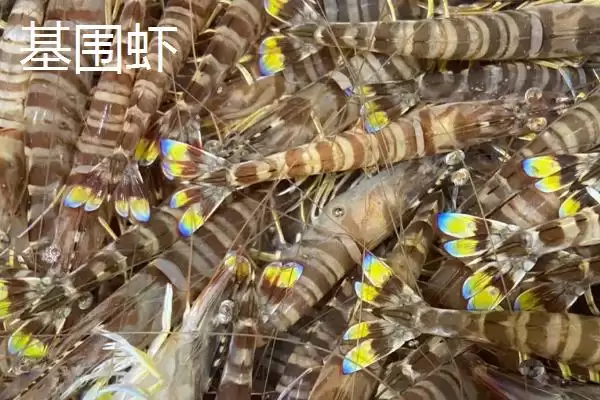 草虾产地及在我国分布广泛情况(草虾的产地在哪及在我国分布情况)？插图5