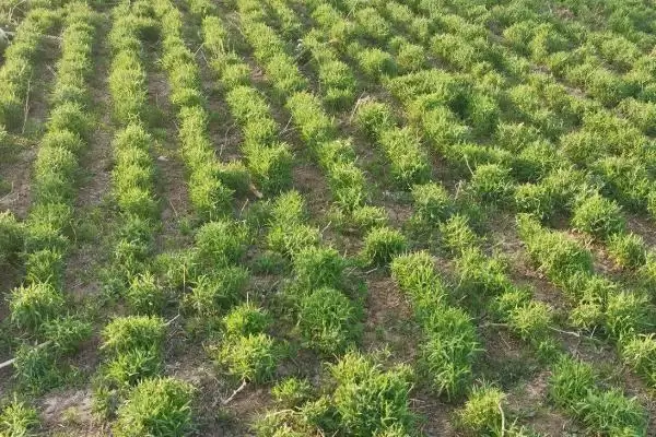 瞿麦种子选种方法介绍(瞿麦选生长健壮、无病虫害单株选种)?插图3 瞿麦种子选种方法介绍(瞿麦选生长健壮、无病虫害单株选种)?插图3