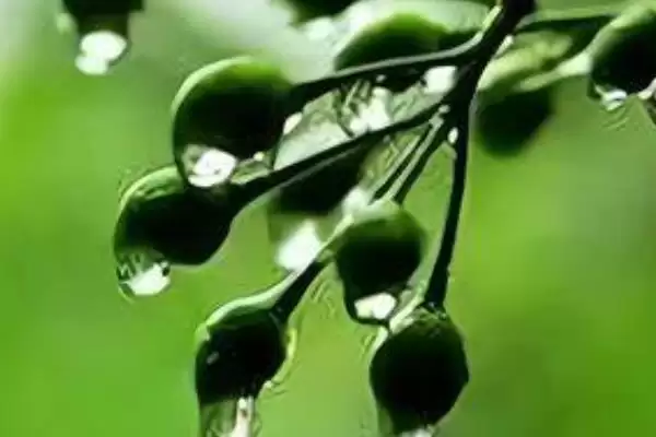 梅子黄时季节介绍(梅子黄时季节因地理位置不同而不同)？插图3