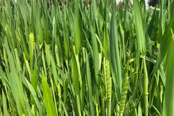 定丰20号小麦种子特点、生育期(定丰20号小麦种子特点，生育期111天)？插图3