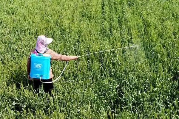 除草剂不同品种残留期不同(除草剂残留期与品种关系有哪些要点)？插图1