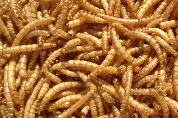 蛋白虫变成甲壳虫的饲养方法(蛋白虫变成甲壳虫怎么饲养,需配备网筛供成虫产卵使用)?插图3 蛋白虫变成甲壳虫的饲养方法(蛋白虫变成甲壳虫怎么饲养,需配备网筛供成虫产卵使用)?插图3