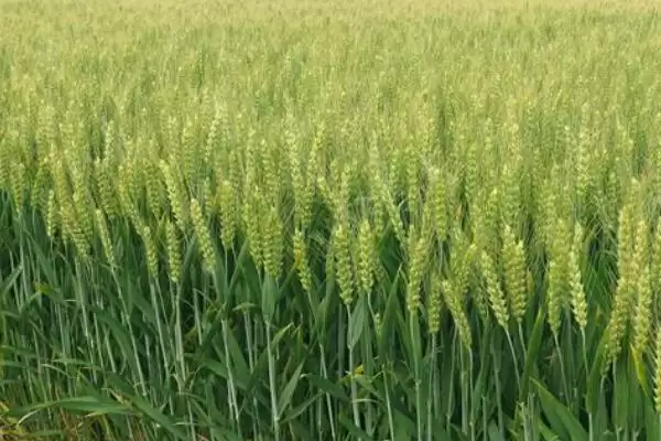 存麦11小麦种情况、全生育期(存麦11小麦种简介,全生育期229.5-233.9天)?插图3 存麦11小麦种情况、全生育期(存麦11小麦种简介,全生育期229.5-233.9天)?插图3