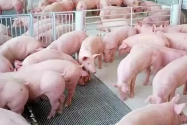 养猪喂食促进生长方法及饲料搭配(养猪喂什么食长得快及饲料搭配)?插图3 养猪喂食促进生长方法及饲料搭配(养猪喂什么食长得快及饲料搭配)?插图3