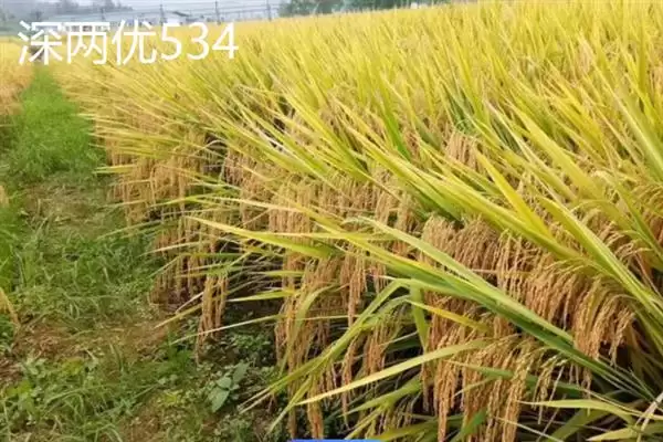 杂交水稻和普通水稻区别及分析(杂交水稻和普通水稻有啥区别及分析)？插图6