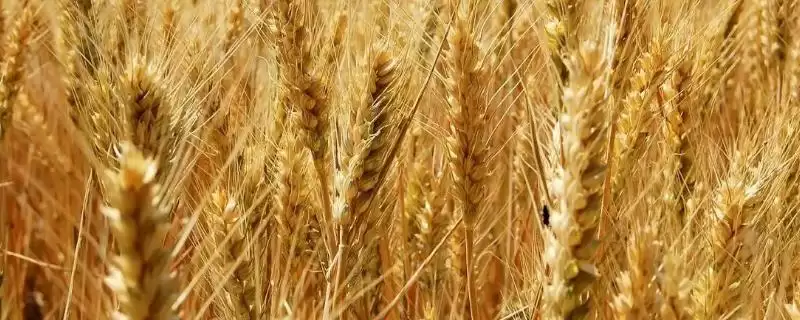 西农833小麦种子简介与半冬性品种优势(西农833小麦种子咋样及品种优势)?插图 西农833小麦种子简介与半冬性品种优势(西农833小麦种子咋样及品种优势)?插图