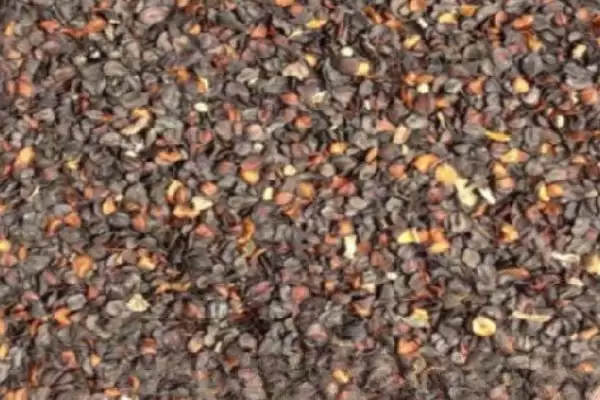 瞿麦种子选种方法介绍(瞿麦选生长健壮、无病虫害单株选种)?插图1 瞿麦种子选种方法介绍(瞿麦选生长健壮、无病虫害单株选种)?插图1